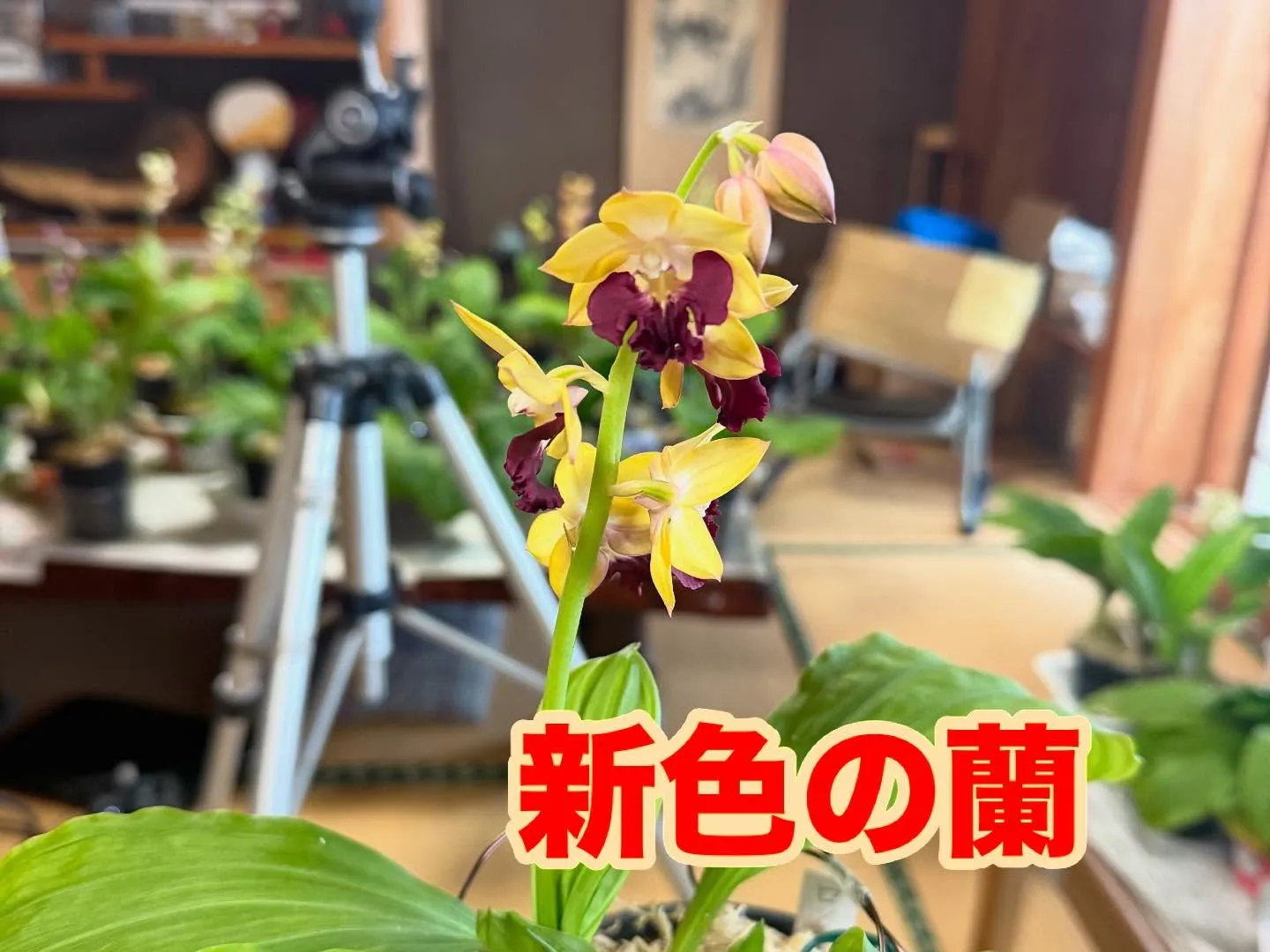 日中は夏日の暑さでかお