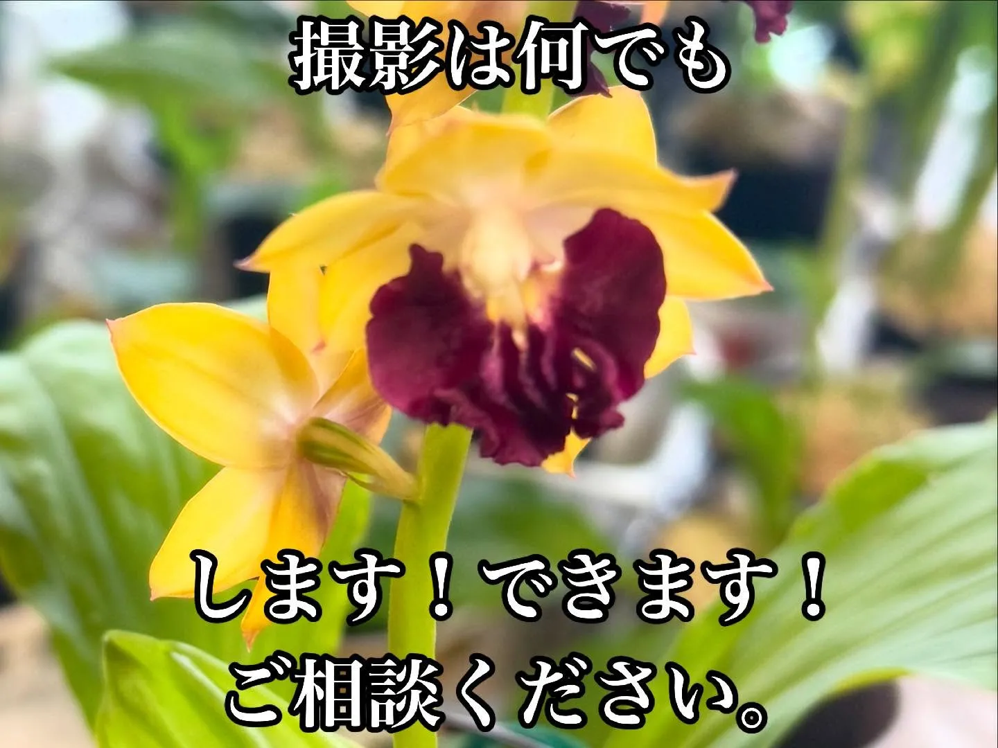 日中は夏日の暑さでかお